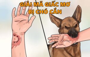 Giải mã giấc mơ bị chó cắn – Mơ thấy chó cắn đánh con gì?