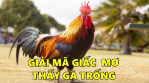 Giải mã giấc mơ thấy gà trống – Đánh con số nào may mắn?