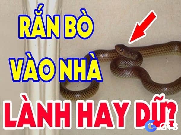 Tìm hiểu thông tin về Rắn bò vào nhà đánh số gì?