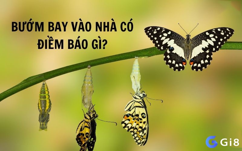 Khám phá những điềm báo và ý nghĩa giấc mơ bướm đen đậu vào người đánh số gì