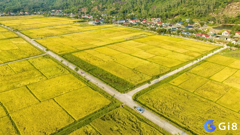 Nằm mơ thấy cánh đồng lúa chín vàng ám chỉ những may mắn và thành công trong thời gian sắp tới của bạn