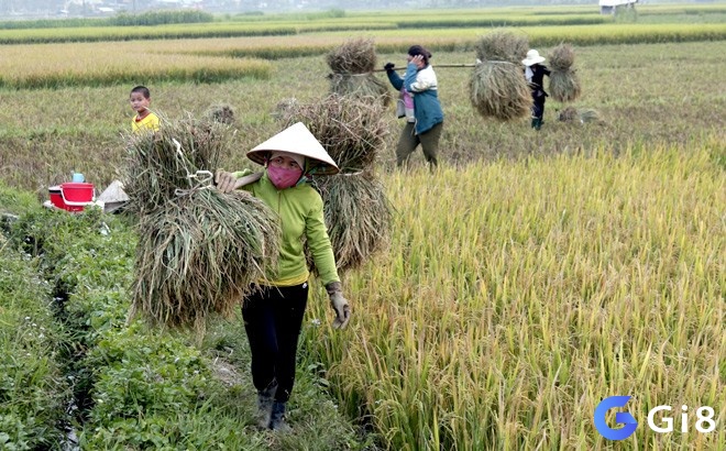 Ngủ mơ thấy vác lúa cho thấy bạn đang chịu đựng khá nhiều áp lực từ cuộc sống