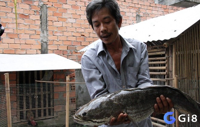 Chiêm bao thấy bắt cá lóc là giấc mơ tiềm ẩn nhiều điều may mắn 