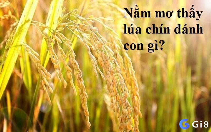 Nằm mơ thấy lúa chín mang theo ý nghĩa như thế nào?