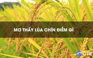 Chiêm bao thấy lúa chín là điềm báo gì, lành hay dữ?