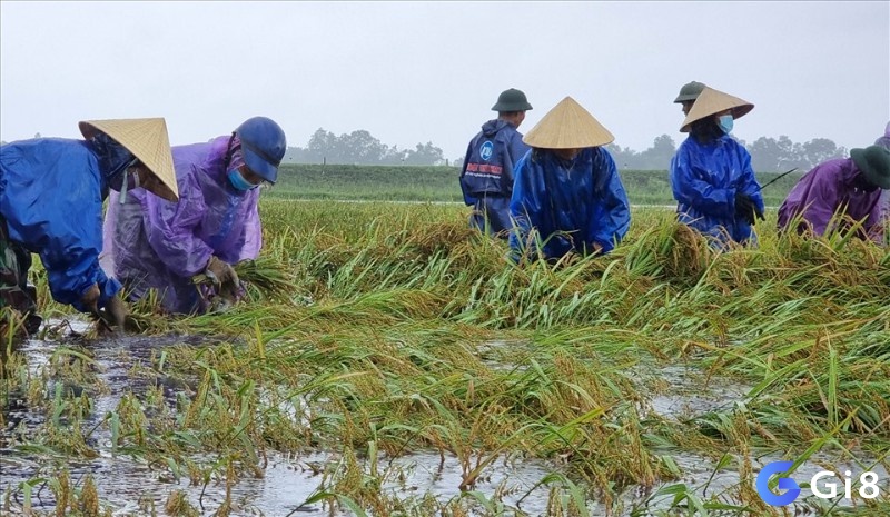 Đánh đề 37, 73 khi ngủ mơ thấy lúa chín dưới trời mưa to