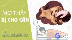 Chiêm bao thấy chó cắn điềm báo gì? Đánh con gì may mắn?