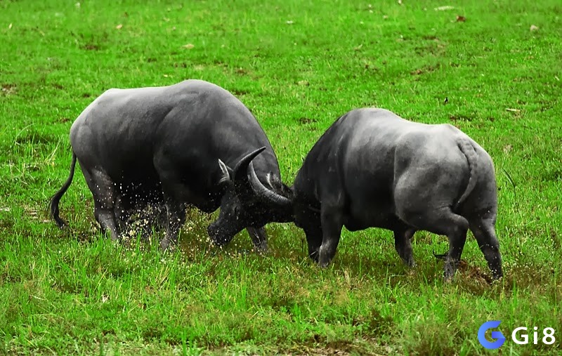 Mơ thấy trâu cày ruộng đánh đề con gì? - Giấc mơ thấy trâu mang theo ý nghĩa gì?