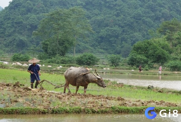 Mơ thấy trâu cày ruộng đánh đề con gì cho dễ trúng giải