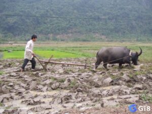 Mơ thấy trâu cày ruộng đánh đề con gì? Đánh lô đề?