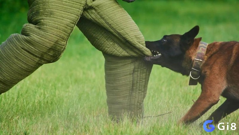 Hãy ghi nhớ chi tiết giấc mơ thấy chó cắn đánh đề con gì để chon ra con số may mắn nhé!