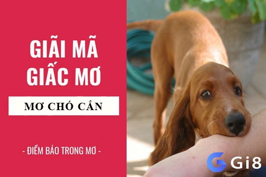 Gi88 sẽ cùng bạn tìm hiểu khi gặp giấc mơ thấy chó cắn đánh đề con gì nhé!