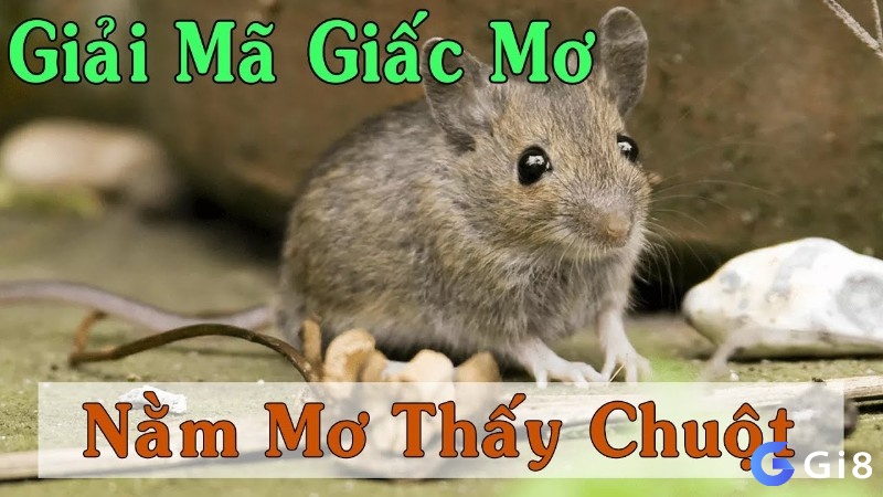 Giải mã giấc chiêm bao mộng ngủ nằm mơ thấy chuột đánh đề con gì 