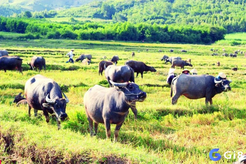 Điềm báo chiêm bao tùy thuộc theo những tình tiết gia chủ thấy 